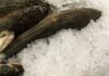 Pesce fresco, come congelarlo senza rovinarlo: l’errore da evitare prima di metterlo nel freezer Congelare pesce - RicettaSprint