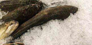 Pesce fresco, come congelarlo senza rovinarlo: l’errore da evitare prima di metterlo nel freezer Congelare pesce - RicettaSprint