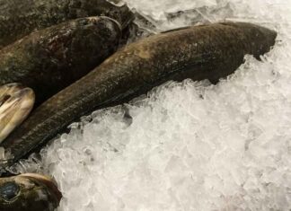 Pesce fresco, come congelarlo senza rovinarlo: l’errore da evitare prima di metterlo nel freezer Congelare pesce - RicettaSprint