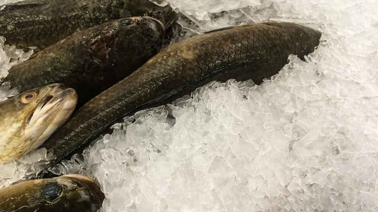 Congelare pesce - RicettaSprint