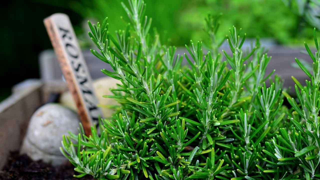 Ogni quanto annaffiare il rosmarino - RicettaSprint