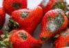 Frutta con la muffa: possiamo mangiarla davvero o è meglio buttarla? Pericoli della frutta con la muffa - RicettaSprint