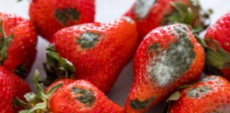 Frutta con la muffa: possiamo mangiarla davvero o è meglio buttarla? Pericoli della frutta con la muffa - RicettaSprint