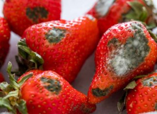 Frutta con la muffa: possiamo mangiarla davvero o è meglio buttarla? Pericoli della frutta con la muffa - RicettaSprint