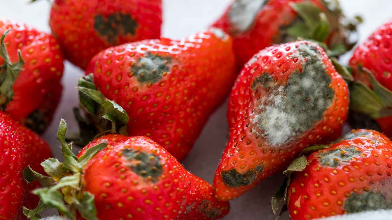 Pericoli della frutta con la muffa - RicettaSprint