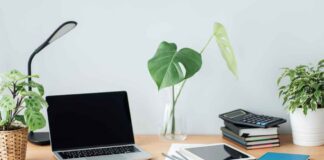 Zanzare mentre lavori? Le piante da tenere sulla scrivania per provare ad allontanarle Piante che allontanano le zanzare - RicettaSprint