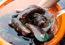 Come pulire le cozze senza perdere ore in cucina: il metodo per eliminare barba e incrostazioni Pulire le cozze - RicettaSprint