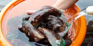 Come pulire le cozze senza perdere ore in cucina: il metodo per eliminare barba e incrostazioni Pulire le cozze - RicettaSprint