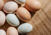 Quante uova possiamo mangiare a settimana? La risposta che mette d’accordo gusto e salute Quante uova durante la settimana - RicettaSprint