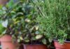 Piante aromatiche sul bancone della cucina per avere spezie sempre a portata di mano Spezie in balcone - RicettaSprint
