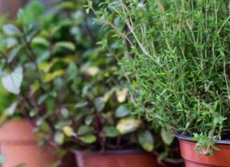 Piante aromatiche sul bancone della cucina per avere spezie sempre a portata di mano Spezie in balcone - RicettaSprint