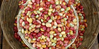 Legumi in autunno - RicettaSprint