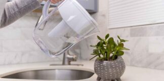 Piante che ossigenano casa: perché dovresti tenerle in cucina Piante ossigeno in cucina - RicettaSprint