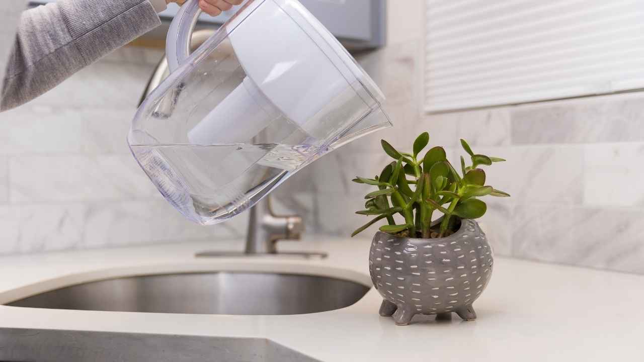 Piante ossigeno in cucina - RicettaSprint
