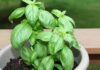 Come non far morire il basilico in inverno e averlo sempre fresco Piantina di basilico anche in inverno - RicettaSprint