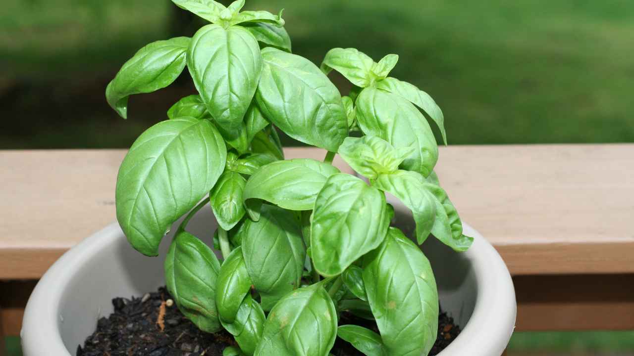Piantina di basilico anche in inverno - RicettaSprint