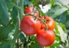 Piantina di pomodoro - RicettaSprint