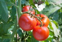 Piantina di pomodoro - RicettaSprint
