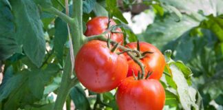 Pomodori sul terrazzo, come piantarli in vaso e avere una pianta che cresce bene Piantina di pomodoro - RicettaSprint