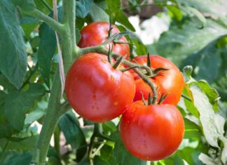 Pomodori sul terrazzo, come piantarli in vaso e avere una pianta che cresce bene Piantina di pomodoro - RicettaSprint