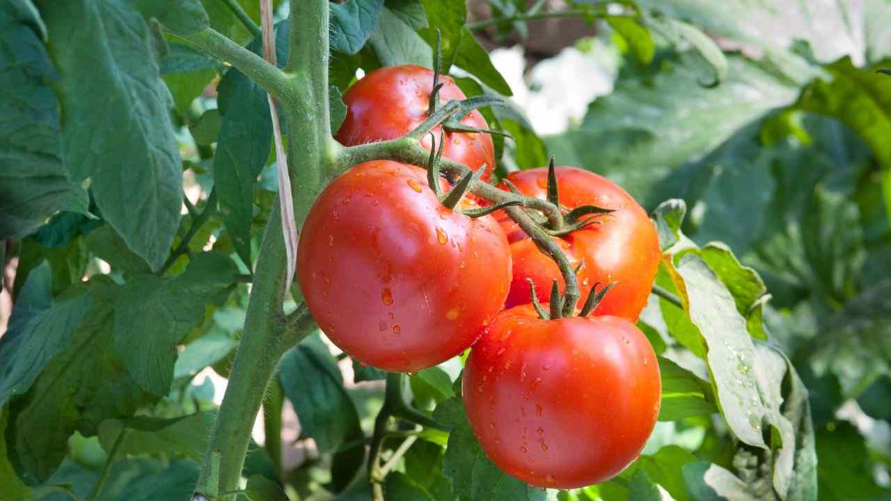 Piantina di pomodoro - RicettaSprint