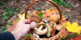 Raccolta dei funghi, quando inizia e come capire se possiamo mangiarli Raccogliere funghi - RicettaSprint