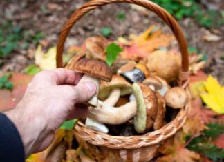 Raccogliere funghi - RicettaSprint