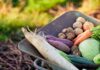 Quali sono le migliori verdure da mangiare a settembre? Verdire di settembre - RicettaSprint.it
