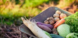 Quali sono le migliori verdure da mangiare a settembre? Verdire di settembre - RicettaSprint.it