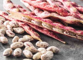 Fagioli freschi: come si cucinano per lasciarli buoni e intatti fagioli freschi cottura
