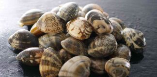 5 migliori ricette con le vongole da provare in queste serate 5 ricette con le vongole
