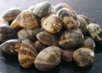 5 migliori ricette con le vongole da provare in queste serate 5 ricette con le vongole