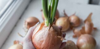 Cipolle germogliate - RicettaSprint
