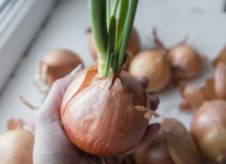 Cipolle germogliare, se ormai è troppo tardi… c’è una cosa che devi sapere prima di usarle Cipolle germogliate - RicettaSprint