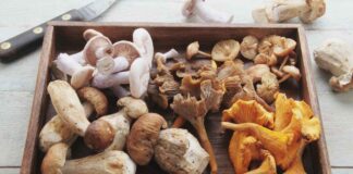 Funghi coltivati in casa: puoi farlo da te con pochissimi step Coltivare fughi in casa - RicettaSprint