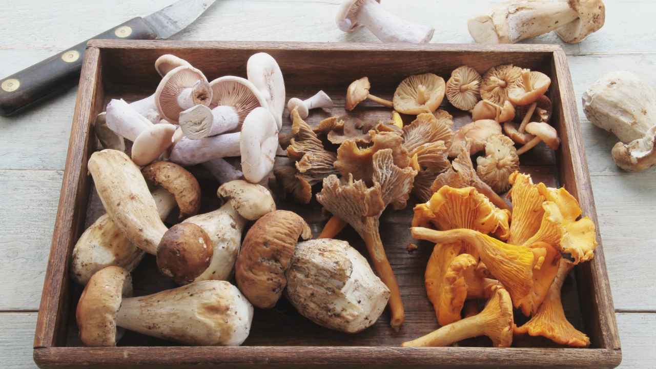 Coltivare fughi in casa - RicettaSprint