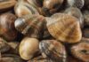 Come vanno pulite davvero le vongole? Ecco la soluzione Come pulire le vongole - RicettaSprint