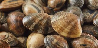 Come vanno pulite davvero le vongole? Ecco la soluzione Come pulire le vongole - RicettaSprint