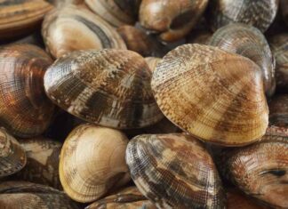 Come vanno pulite davvero le vongole? Ecco la soluzione Come pulire le vongole - RicettaSprint