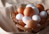 Cosa mangiano i vegani al posto delle uova? Nella dieta sono fondamentali Cosa mangiano i vegani al posto delle uova - RicettaSprint