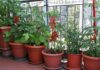 Piante di pomodoro sul terrazzo: è tutta una questione di tecnica Pomodori in balcone - RicettaSprint