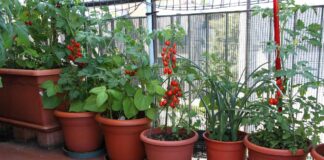 Pomodori in balcone - RicettaSprint