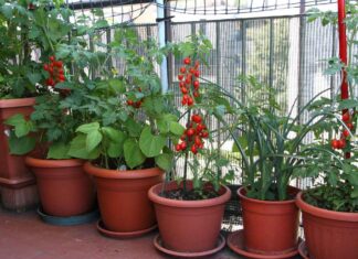 Piante di pomodoro sul terrazzo: è tutta una questione di tecnica Pomodori in balcone - RicettaSprint