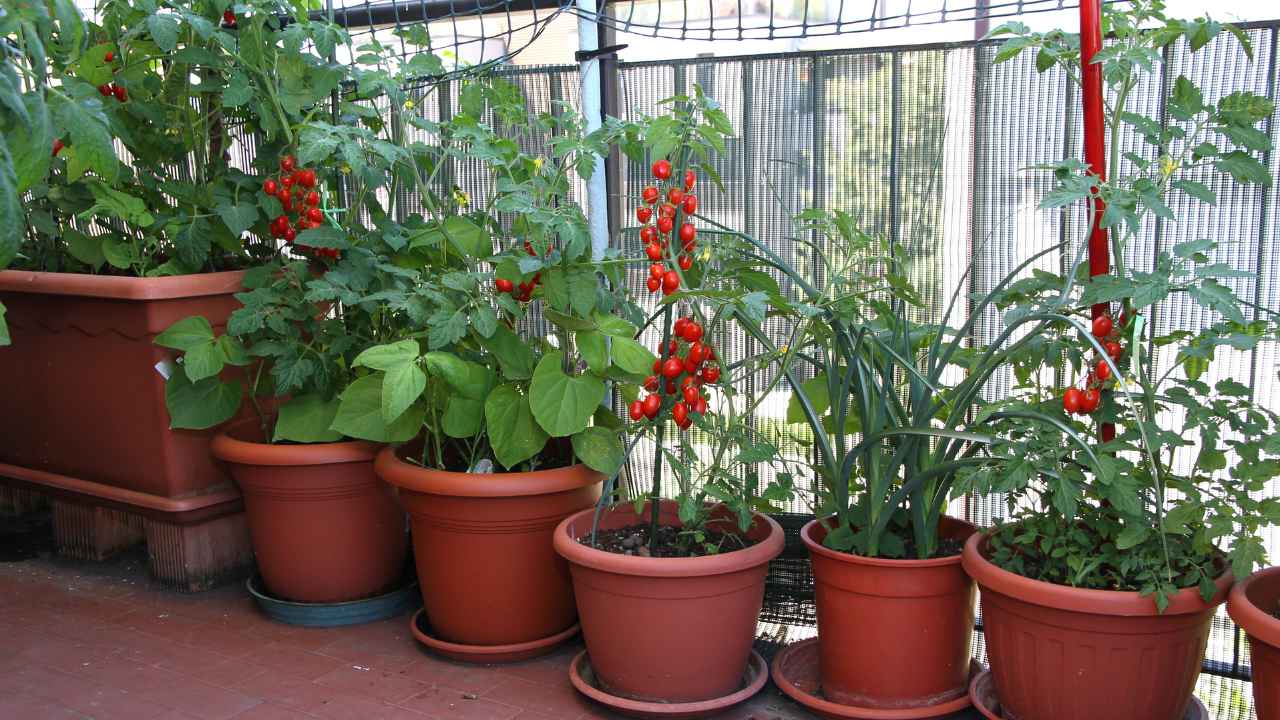 Pomodori in balcone - RicettaSprint